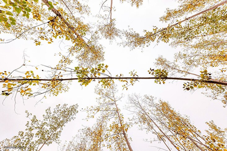 দালখানি অরণ্যে শরতের রঙিন রূপ মুগ্ধ করছে দর্শনার্থীদের