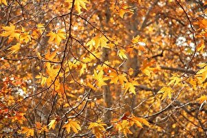 Symphonie der Herbstfarben Saadabad/Teheran