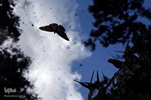 Monarch Butterfly; Charming Migrating Insect