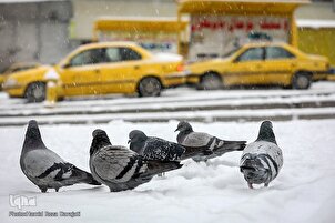 Winter Snow Blankets Tehran