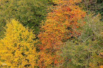 Autumn Nature in Northern Iran’s Forests
