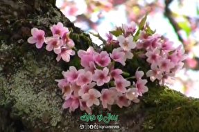 ویدئوکست | نرم نرمک می‌رسد اینک بهار