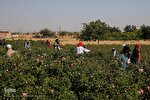 عکس | برداشت گل محمدی در روستای فرخد مشهد