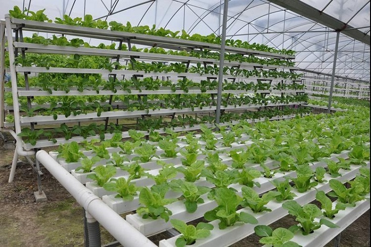 کشت گیاه کشت گیاه