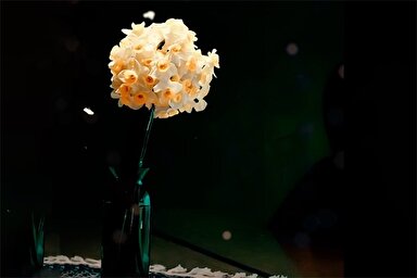 استوری موشن | او را بشناسانید