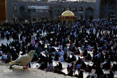 حال و هوای حرم مطهر امام رضا(ع)
