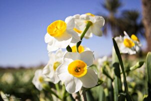 Panen Bunga Narsis di Iran Selatan