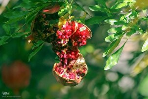 Panen Buah Delima Qasrodasht Shiraz