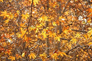 Bingkai Ribuan Warna Musim Gugur di Kompleks Bersejarah Saad Abad