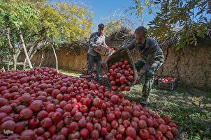 Бардошти анор «Қасридашт»-и Шероз